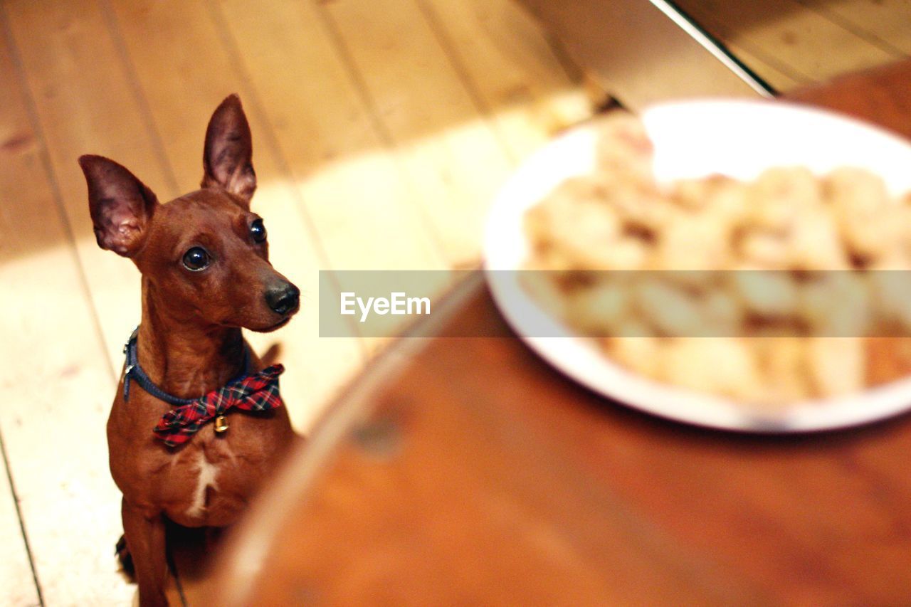 CLOSE-UP OF DOG SITTING ON FLOOR