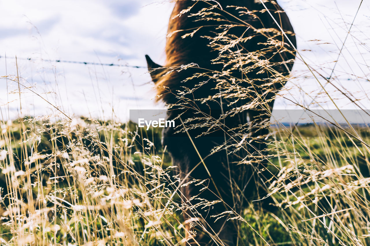 Close-up of horse on field against sky