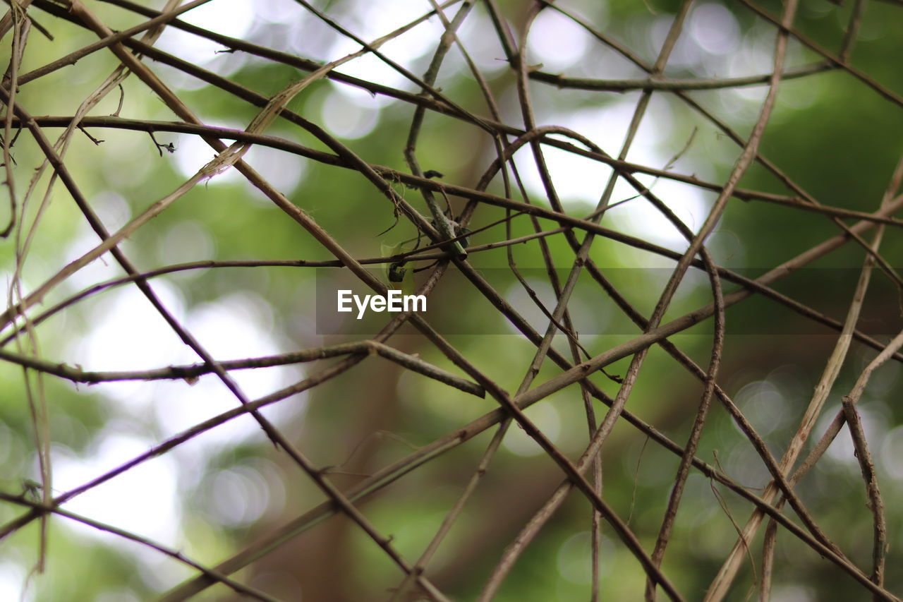 CLOSE-UP OF CHAINLINK FENCE AGAINST PLANTS