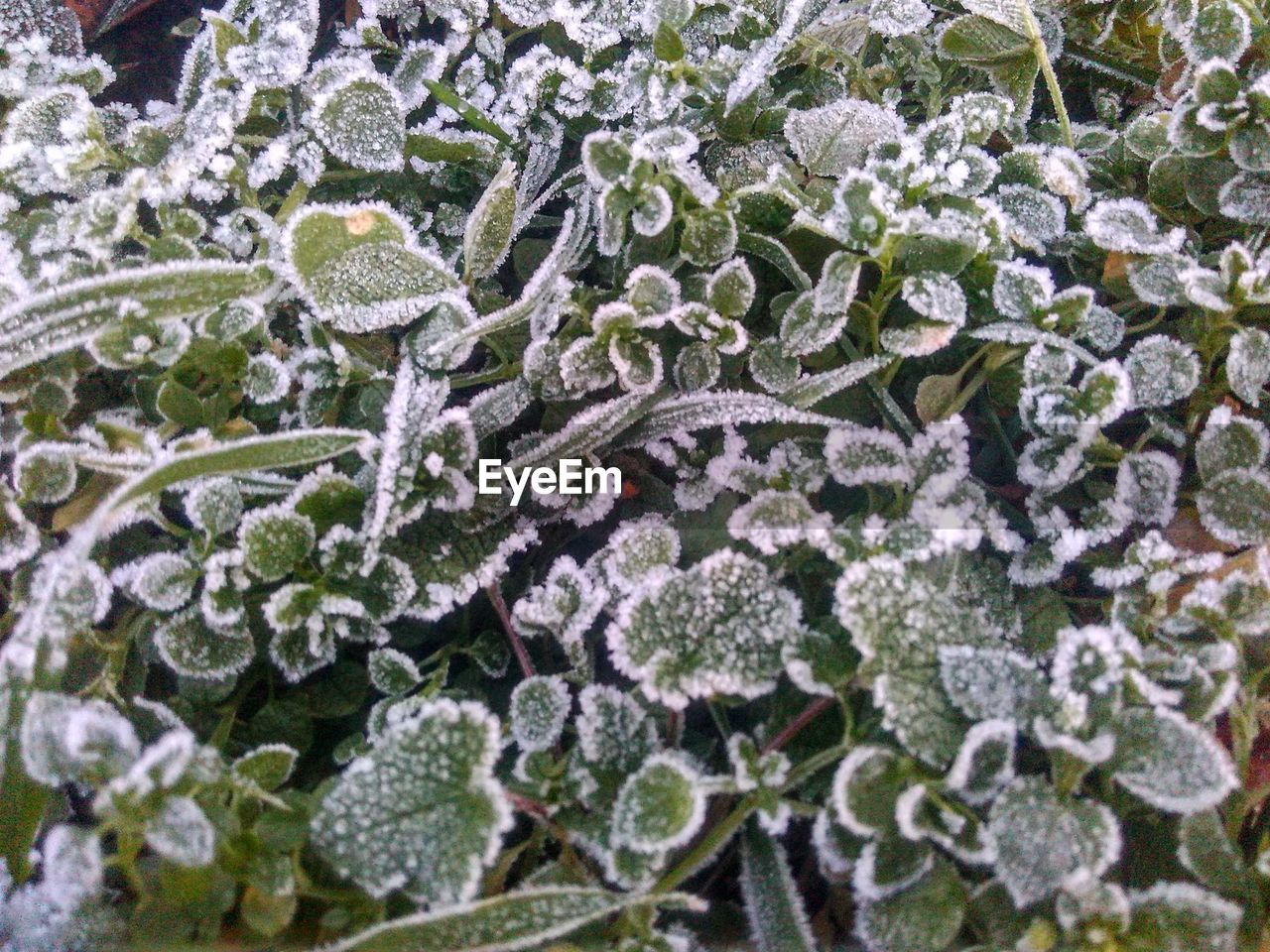 CLOSE-UP OF SNOW ON CACTUS