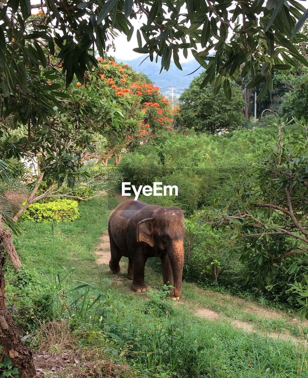 ELEPHANT IN PARK