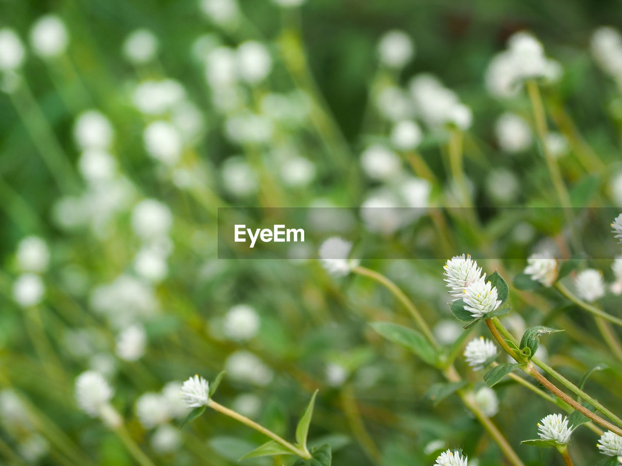 Close-up of white flowering plant on field