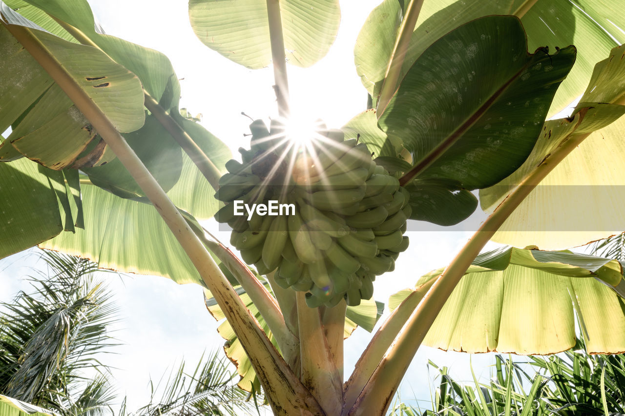 LOW ANGLE VIEW OF COCONUT PALM LEAVES