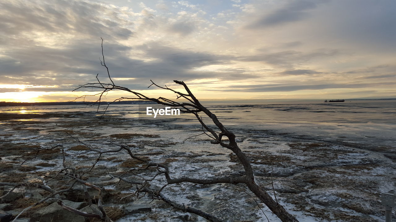 Dead tree at beach against sky during winter