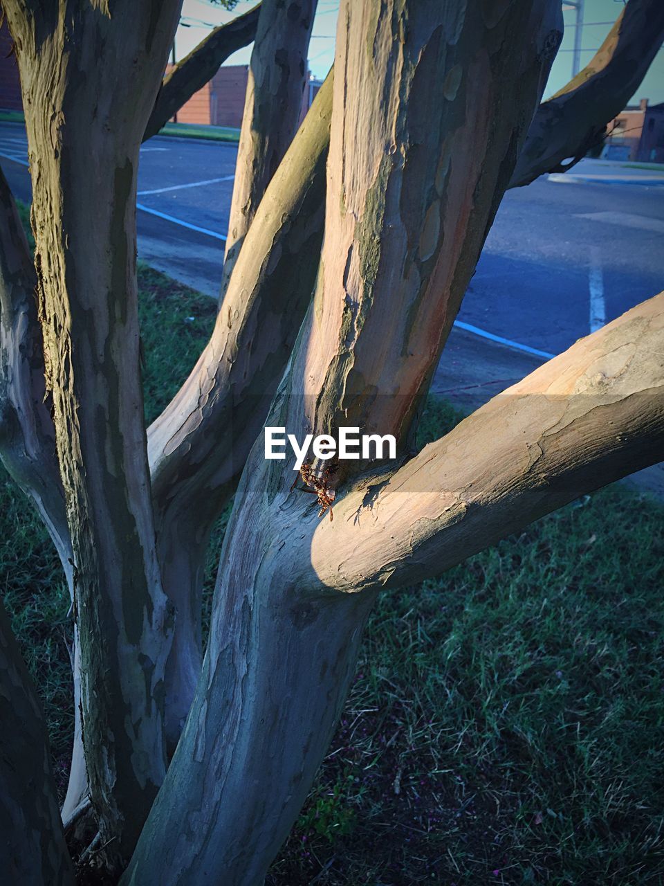 CLOSE-UP OF TREE TRUNK BY GRASS