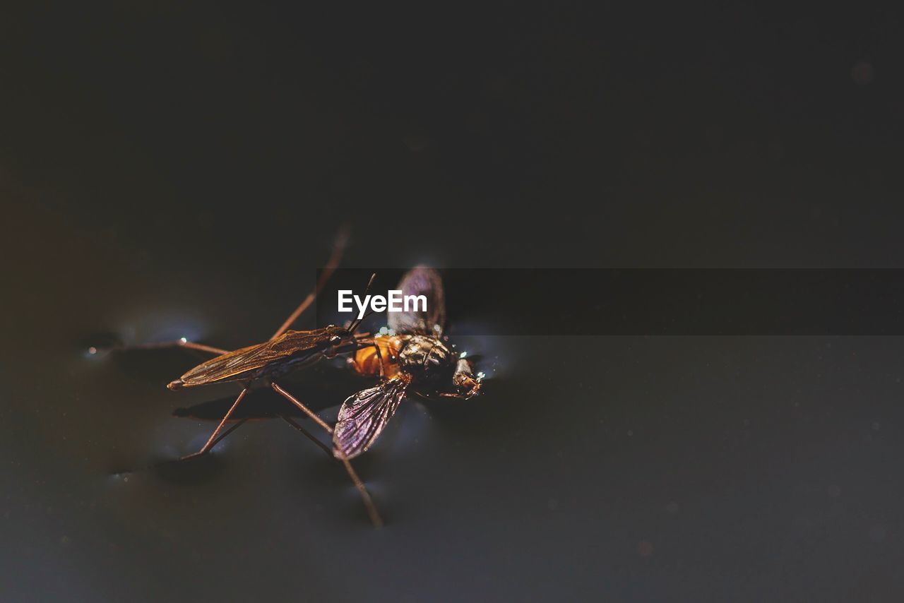 Close-up of insects on black background