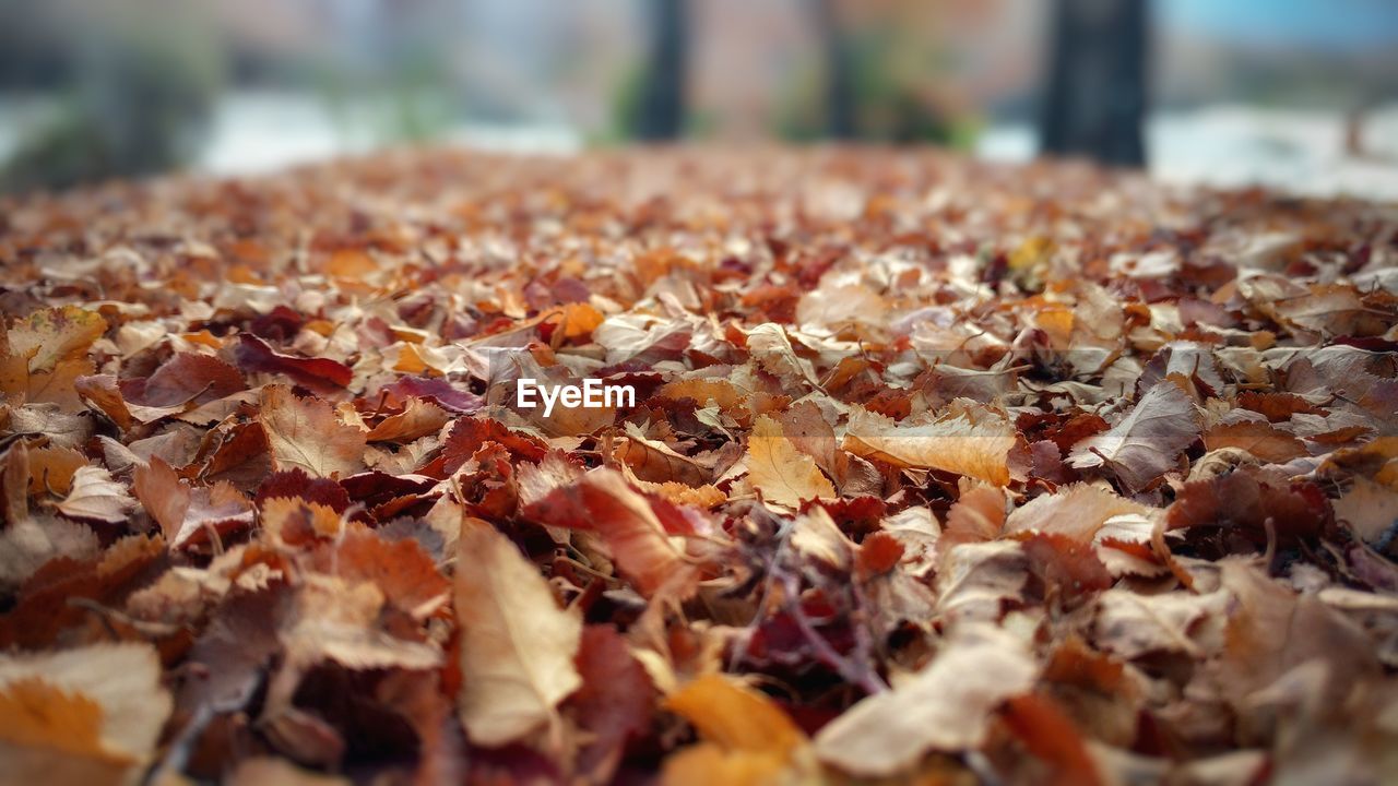 Surface level of autumn leaves on table