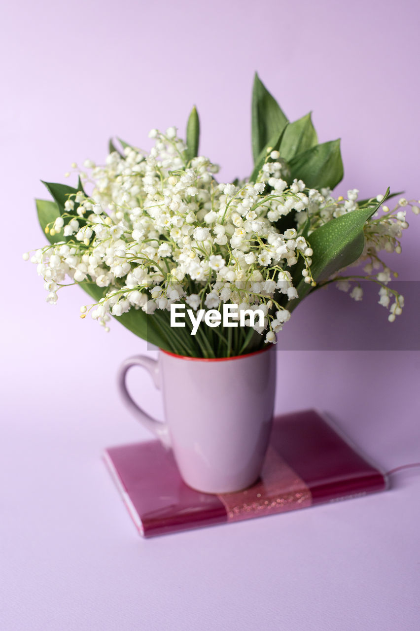 Close-up of potted plant against white background