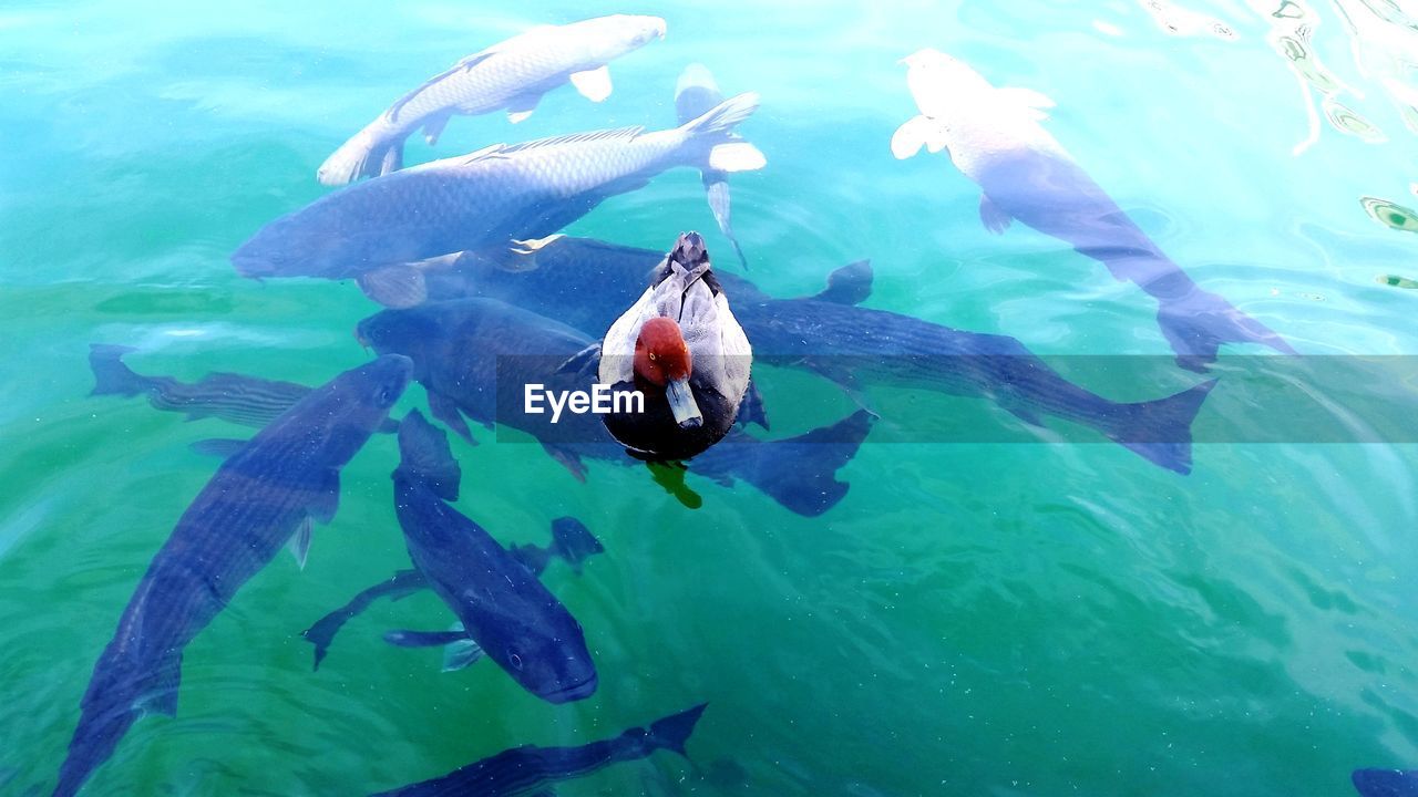 High angle view of duck and fish swimming in lake