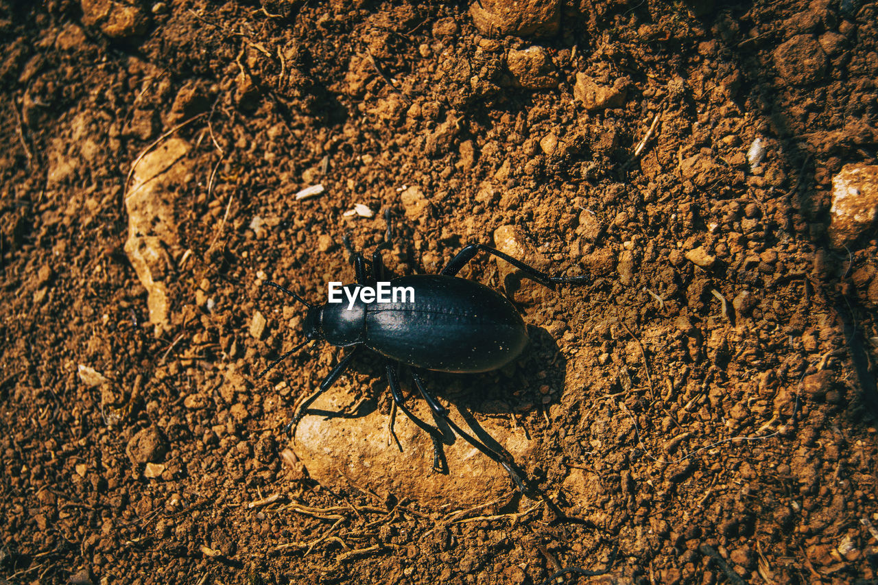 HIGH ANGLE VIEW OF INSECT ON ROCK IN LAND