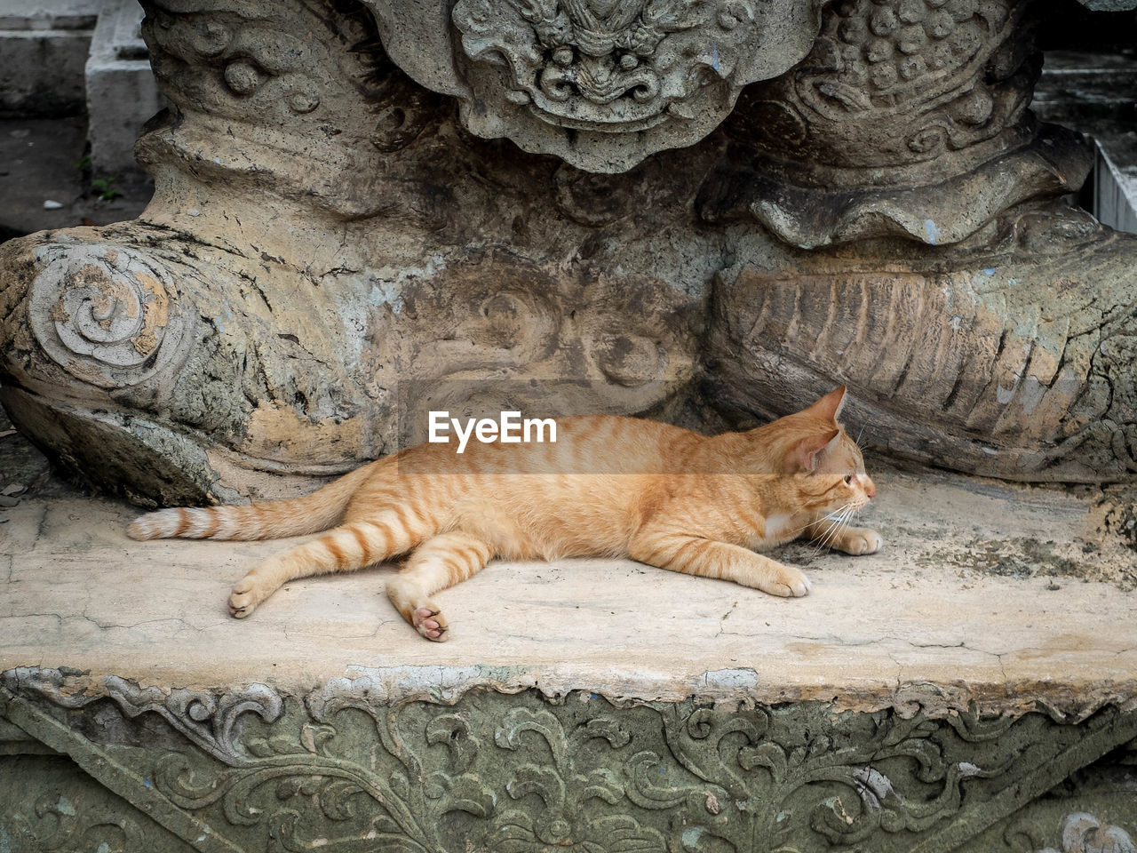 View of cat lying under statue