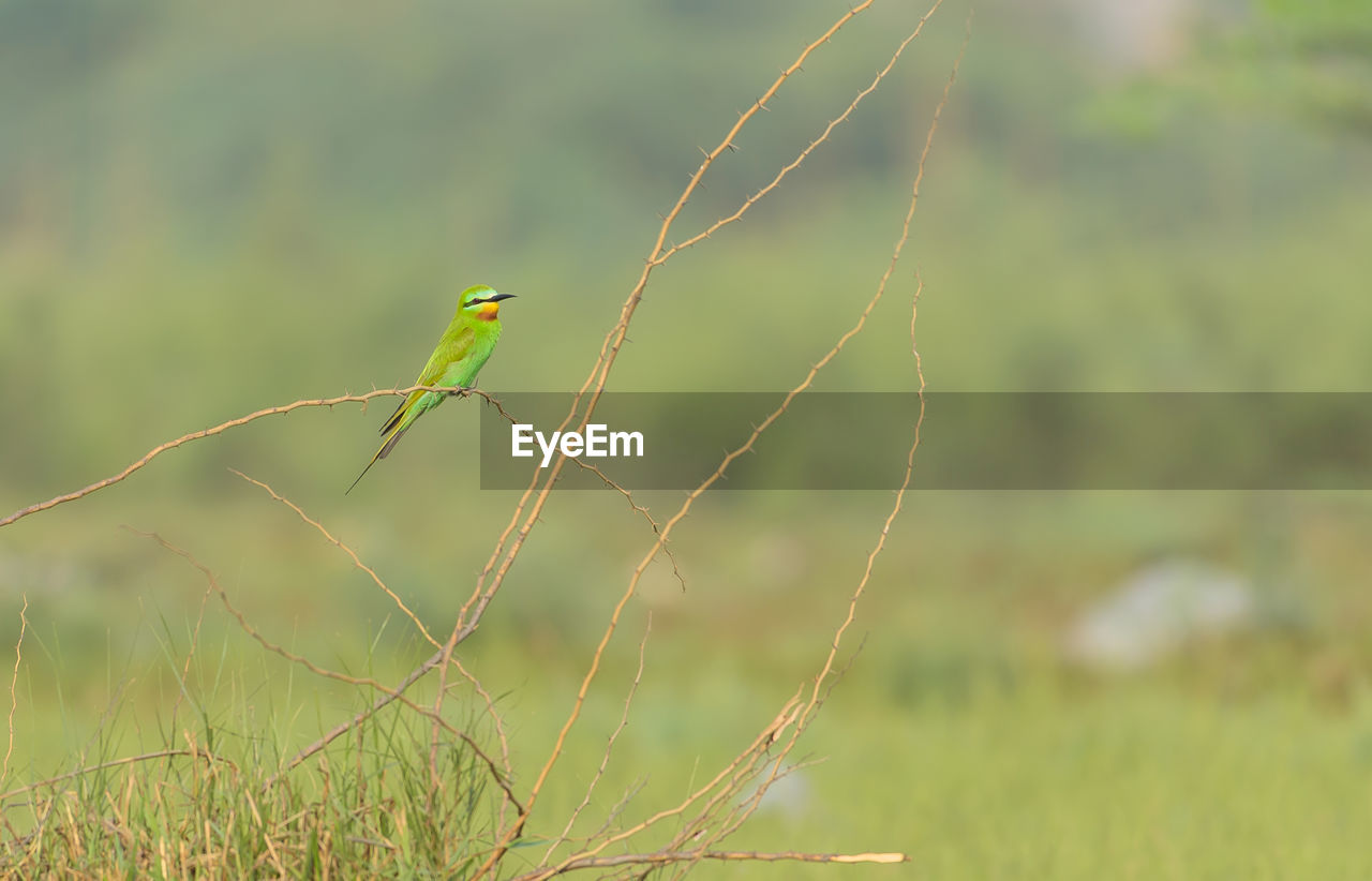 Bird perching on a field