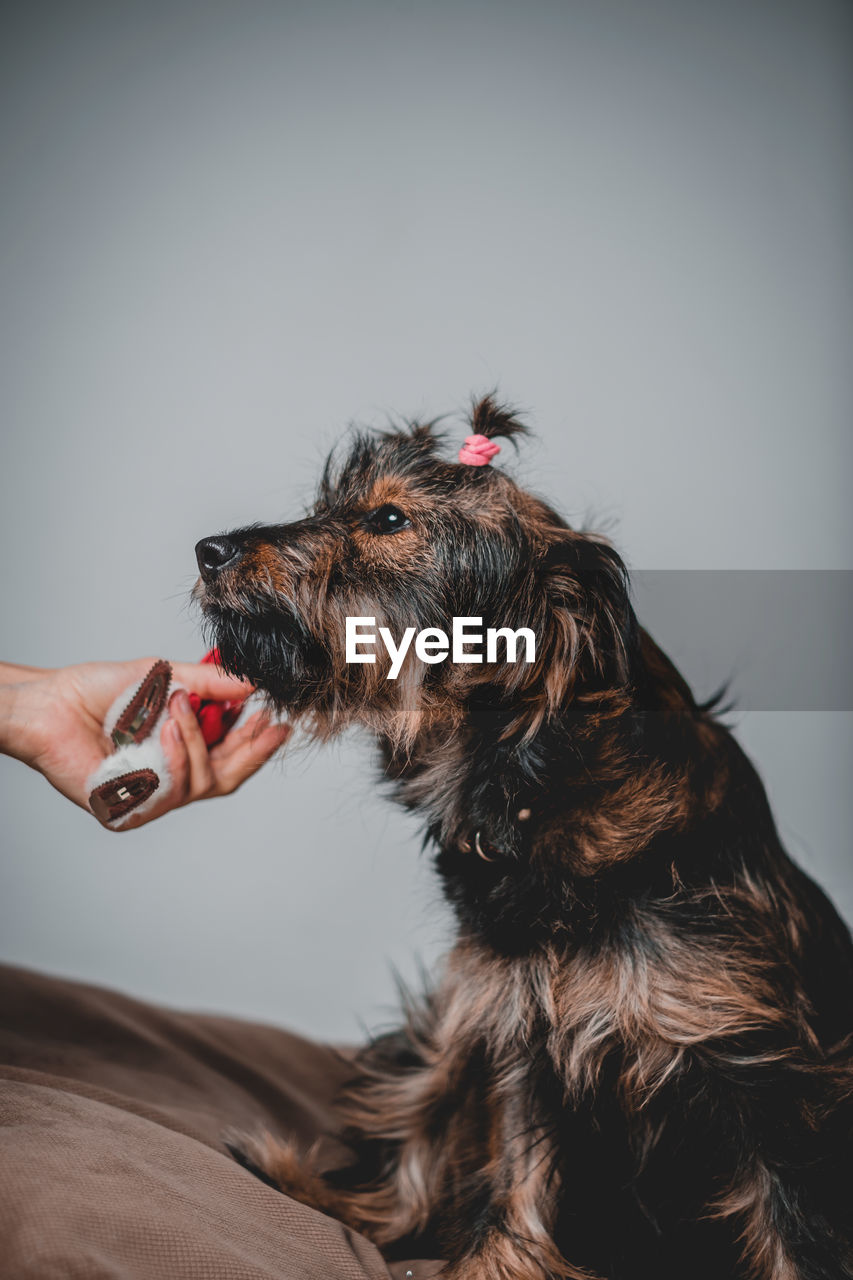 low angle view of dog against white background