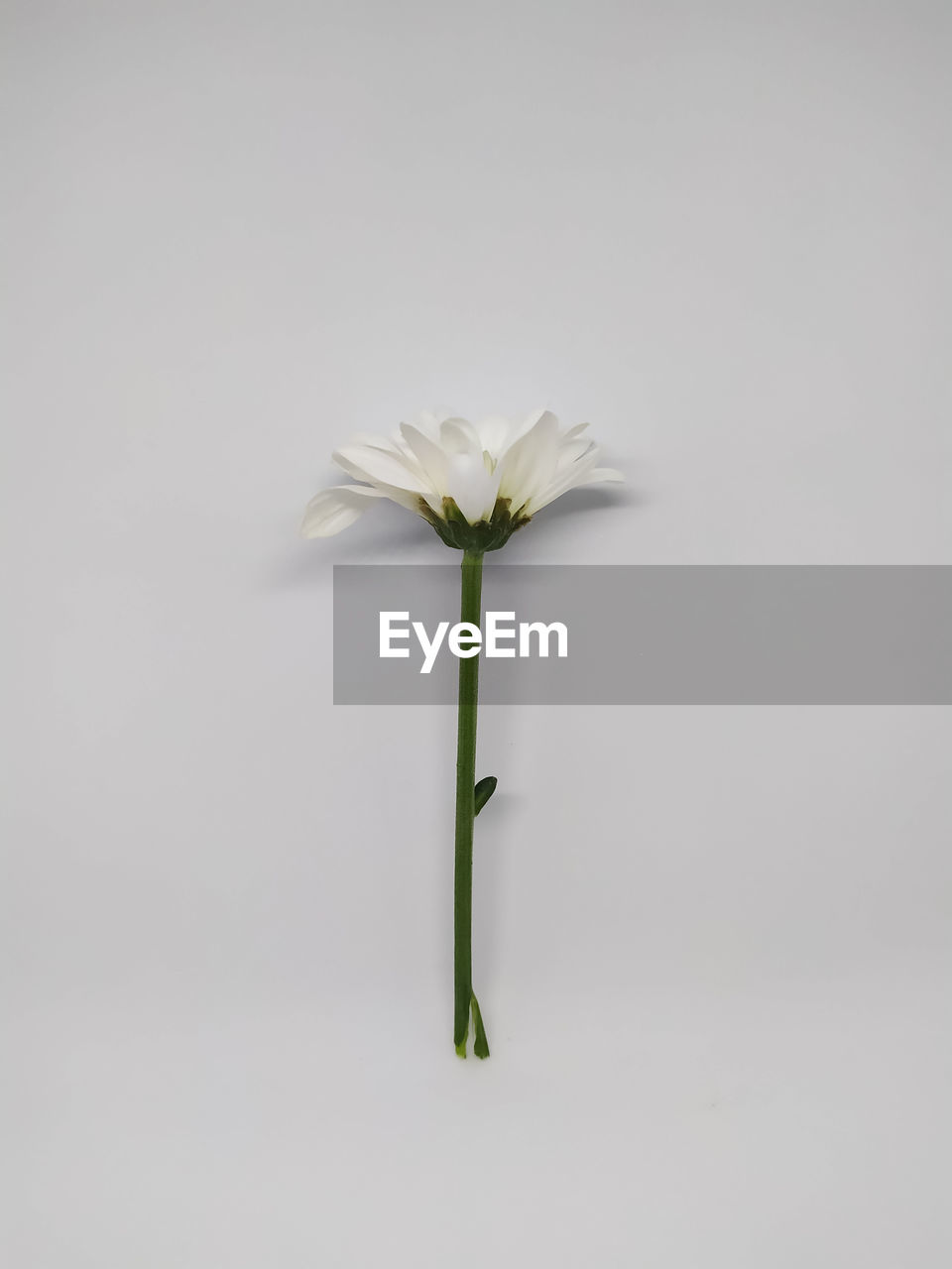 CLOSE-UP OF WHITE FLOWERING PLANT AGAINST WALL