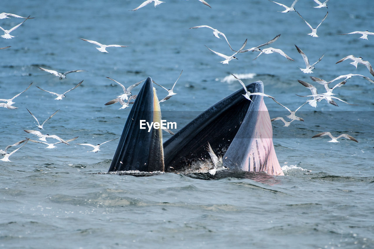 Birds swimming amidst whale swimming in sea