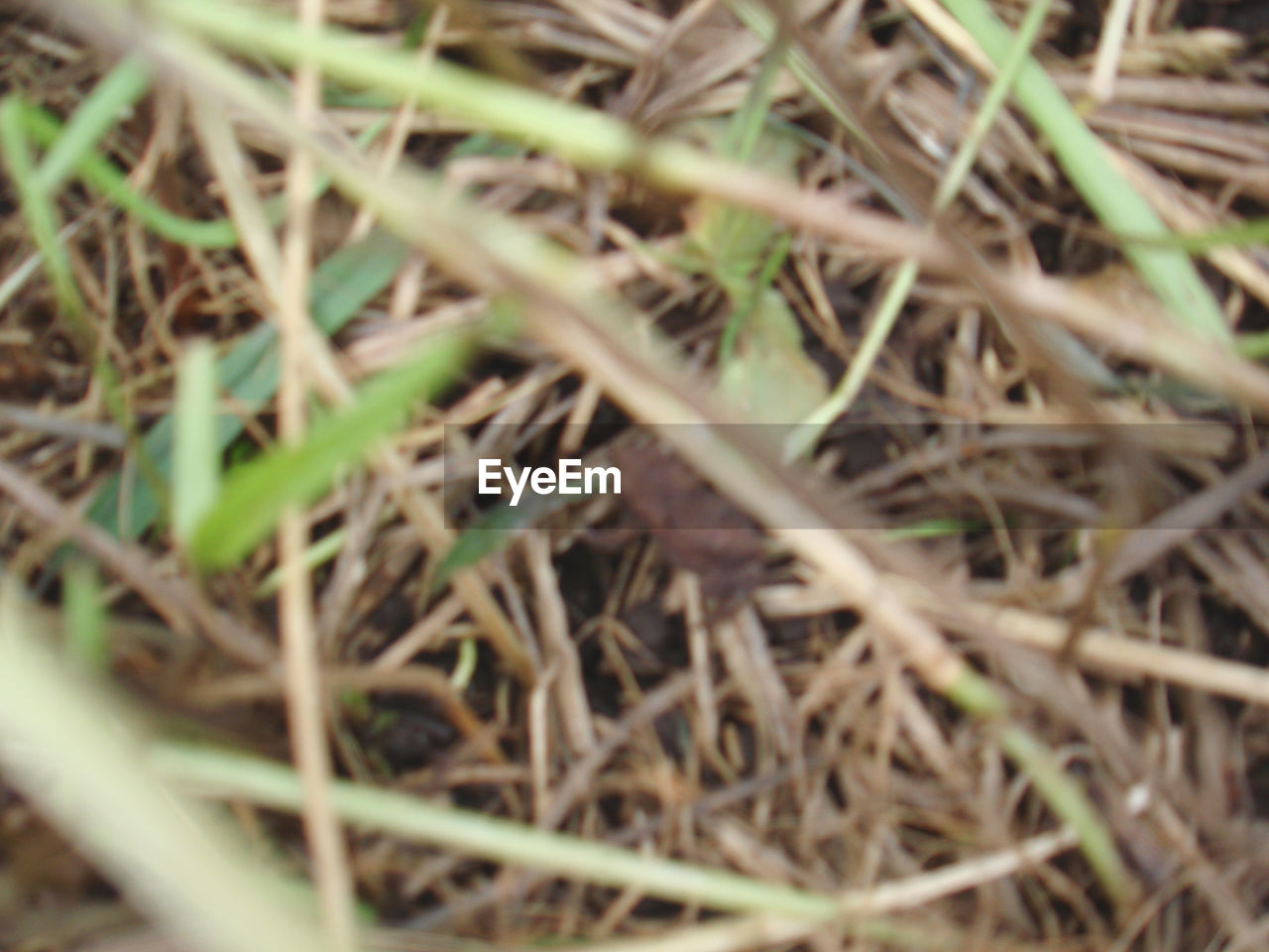 CLOSE-UP OF GRASS IN FIELD