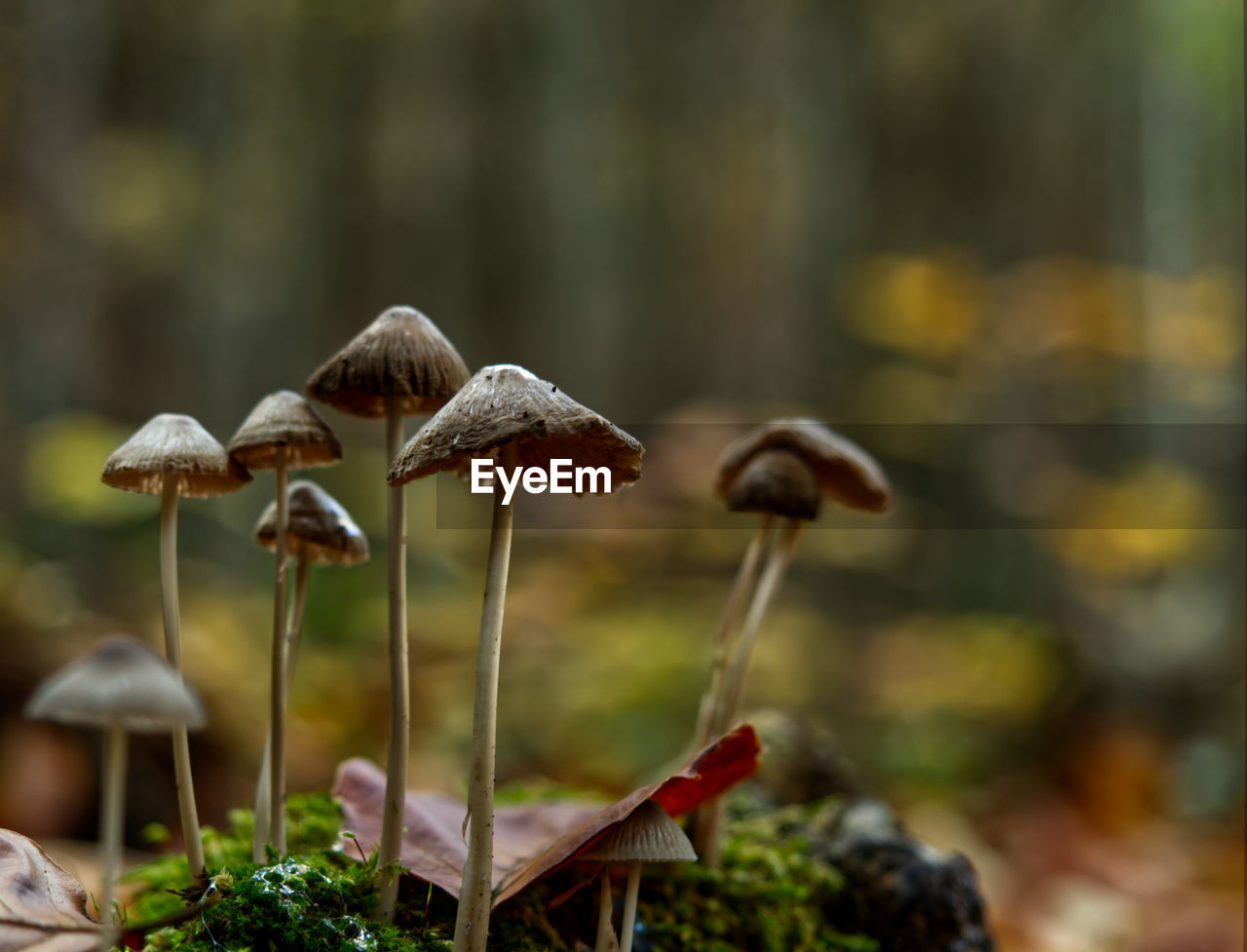 Close-up of mushroom growing on field