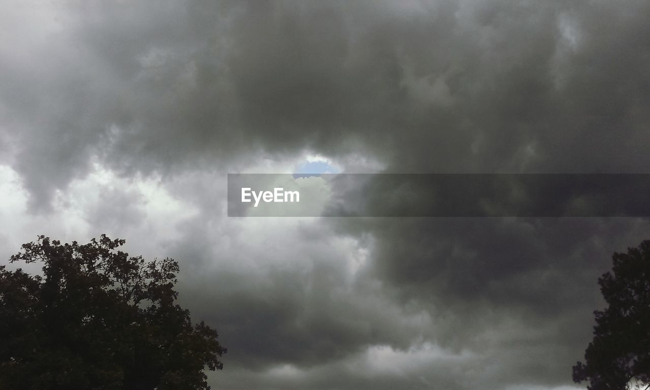 LOW ANGLE VIEW OF TREES AGAINST CLOUDY SKY