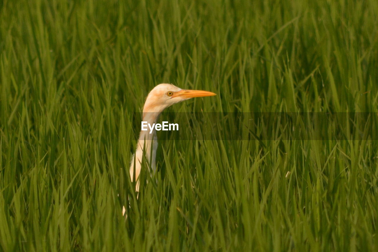 Great egret in grassy field