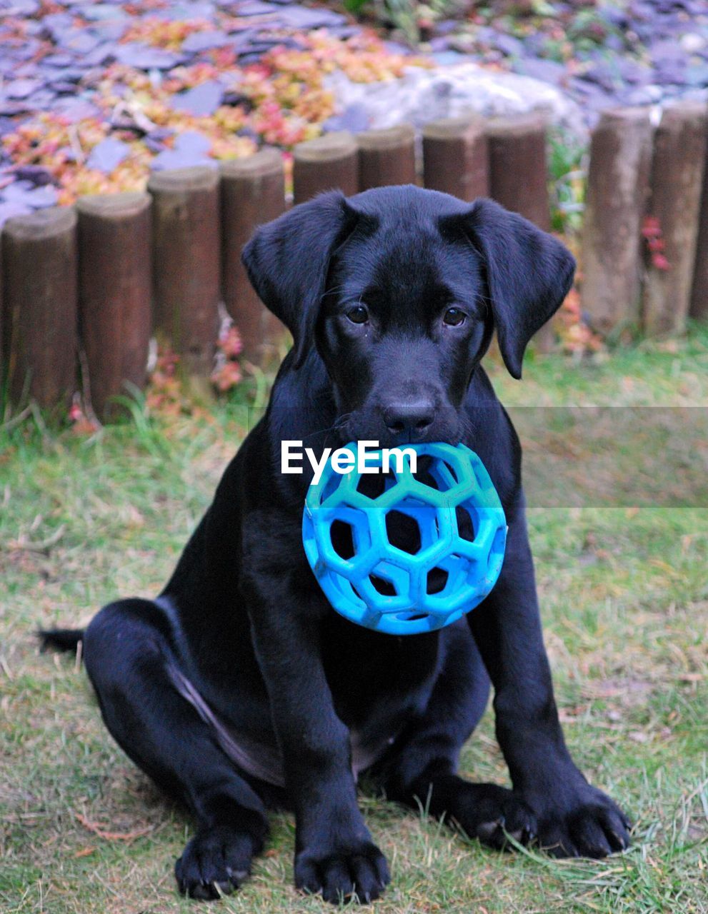 Portrait of dog with ball sitting at field