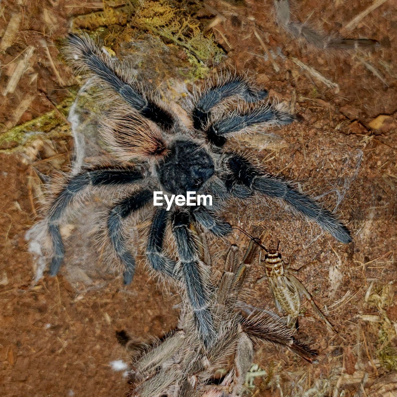 HIGH ANGLE VIEW OF INSECT ON LAND