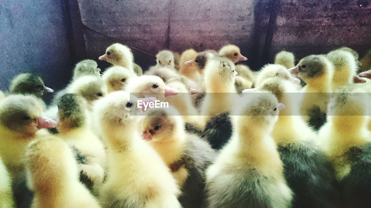 Close-up of ducklings