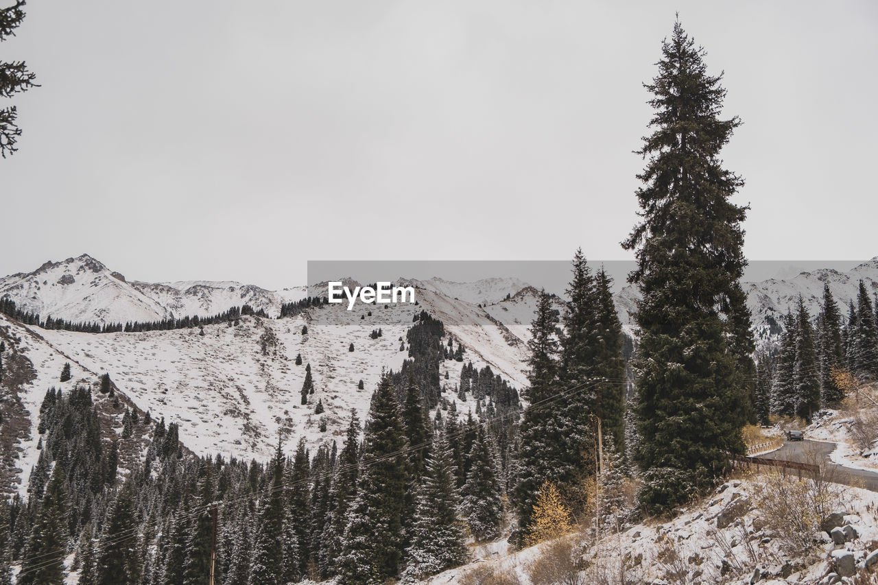 Pine trees on snow covered mountain against sky