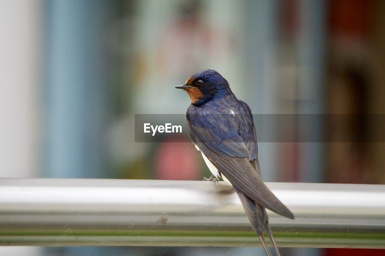 Close-up of bird perching on railing