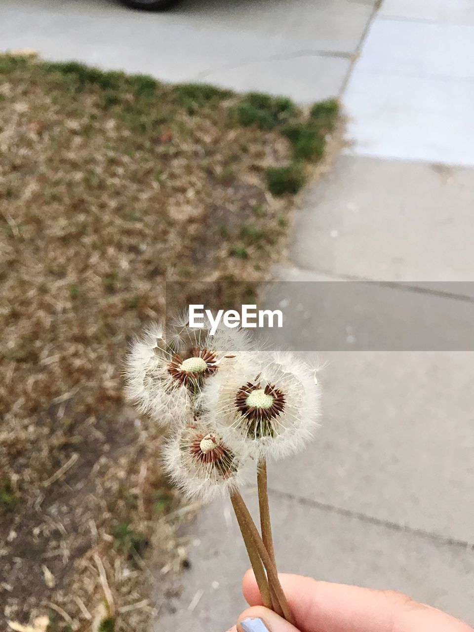 CLOSE-UP OF PERSON HOLDING FLOWER