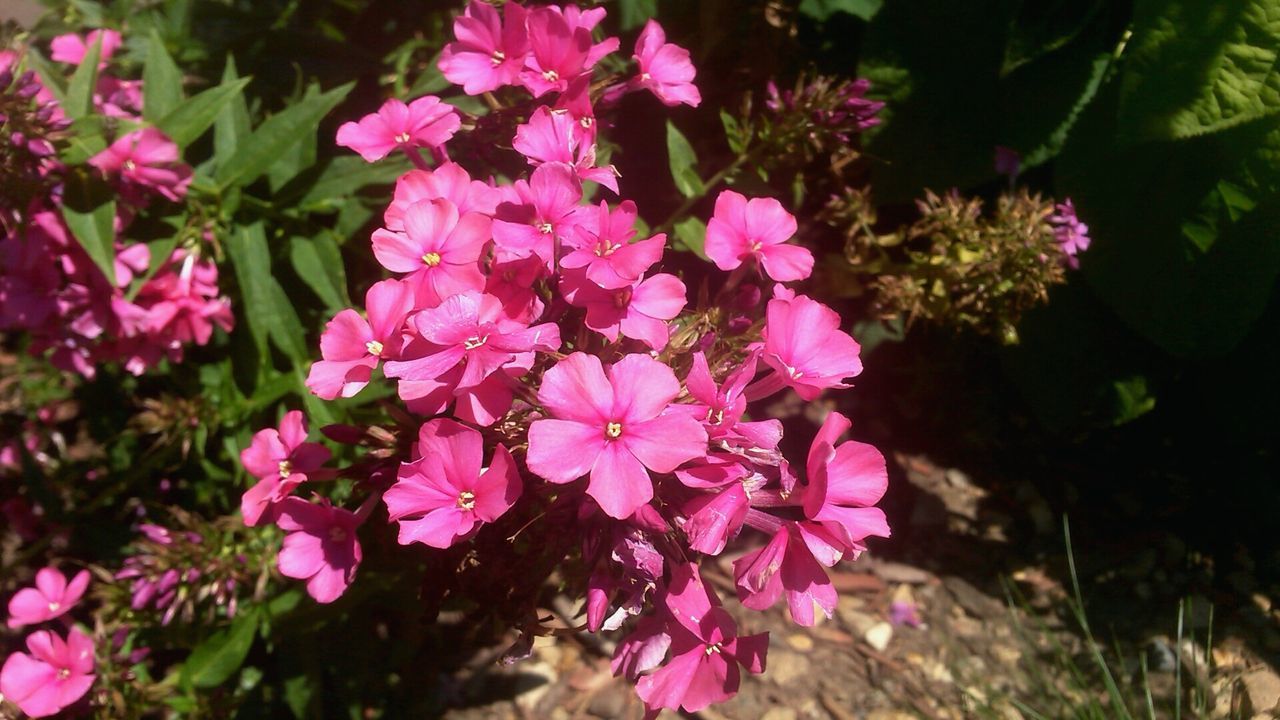 CLOSE-UP OF PINK FLOWERS