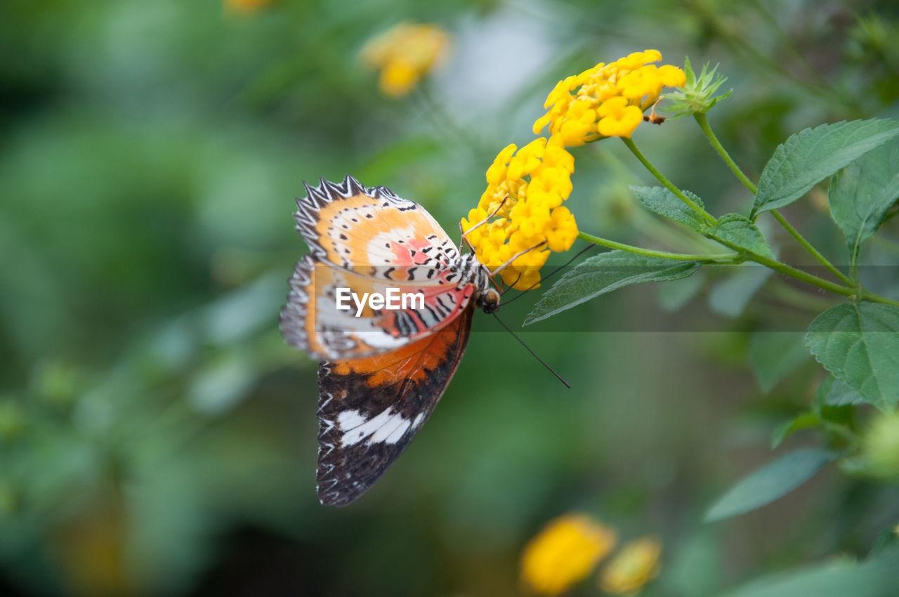 CLOSE-UP OF BUTTERFLY POLLINATING ON ORANGE FLOWER