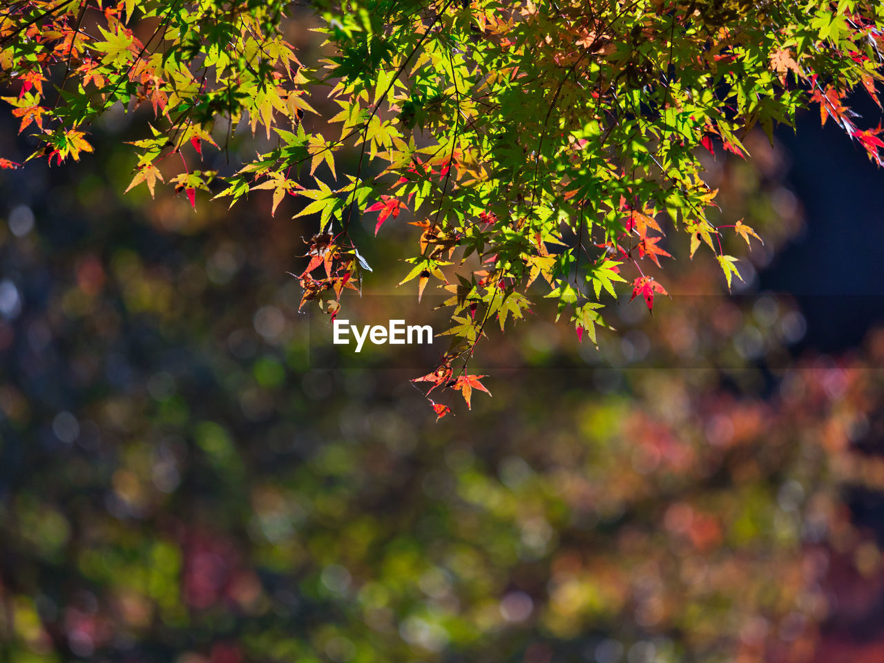 CLOSE-UP OF MAPLE LEAVES AGAINST BLURRED BACKGROUND