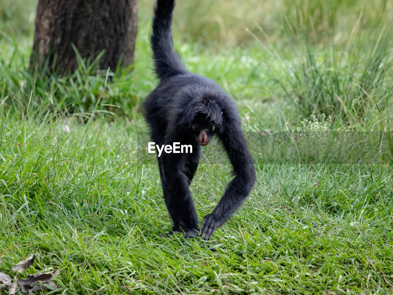 BLACK CAT ON GRASS