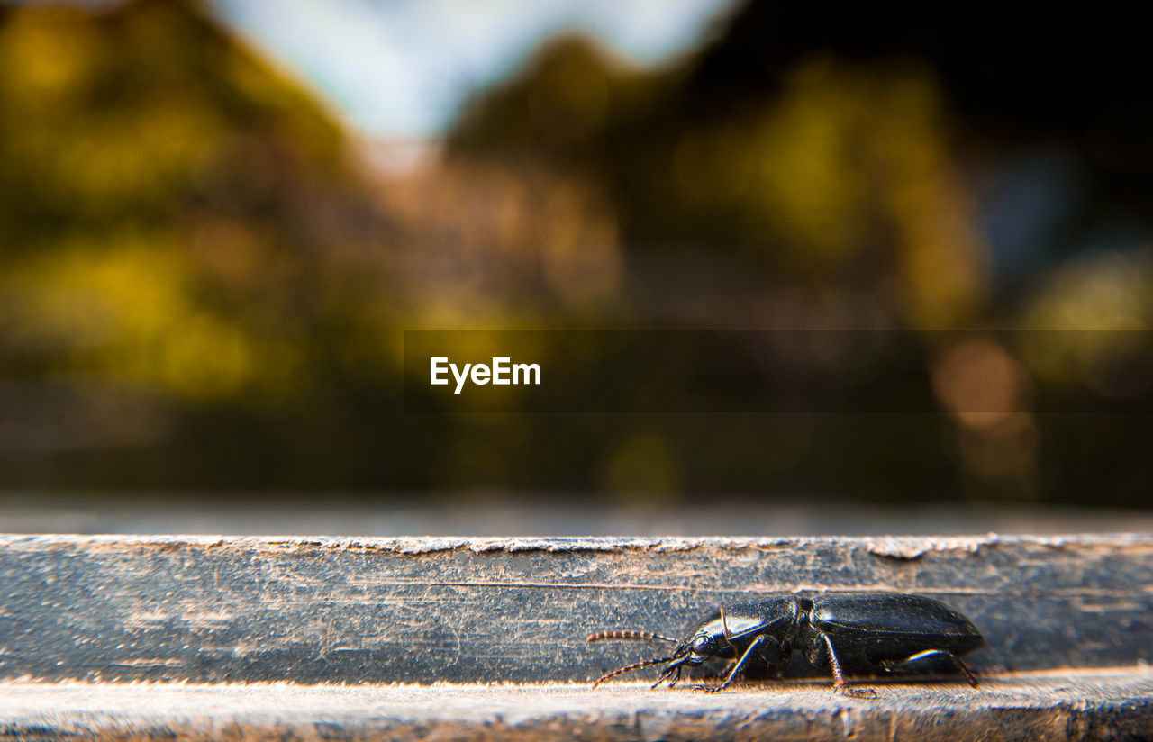 CLOSE-UP OF FLY ON WOOD