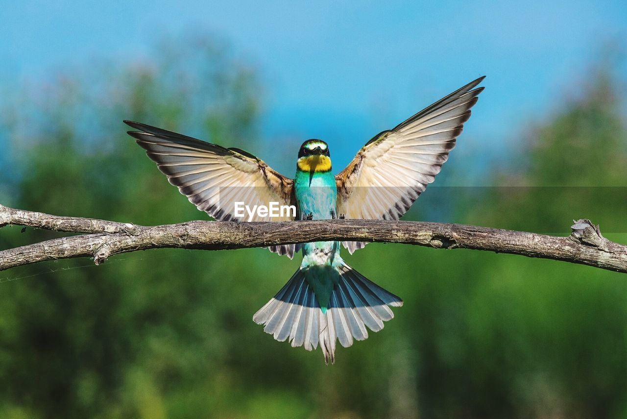 Close-up of bird perching on branch