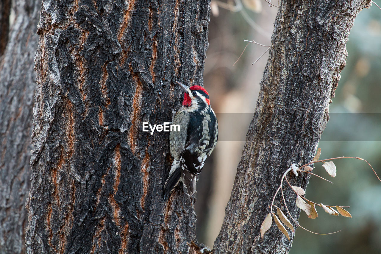 Woodpecker in grand canyon national park