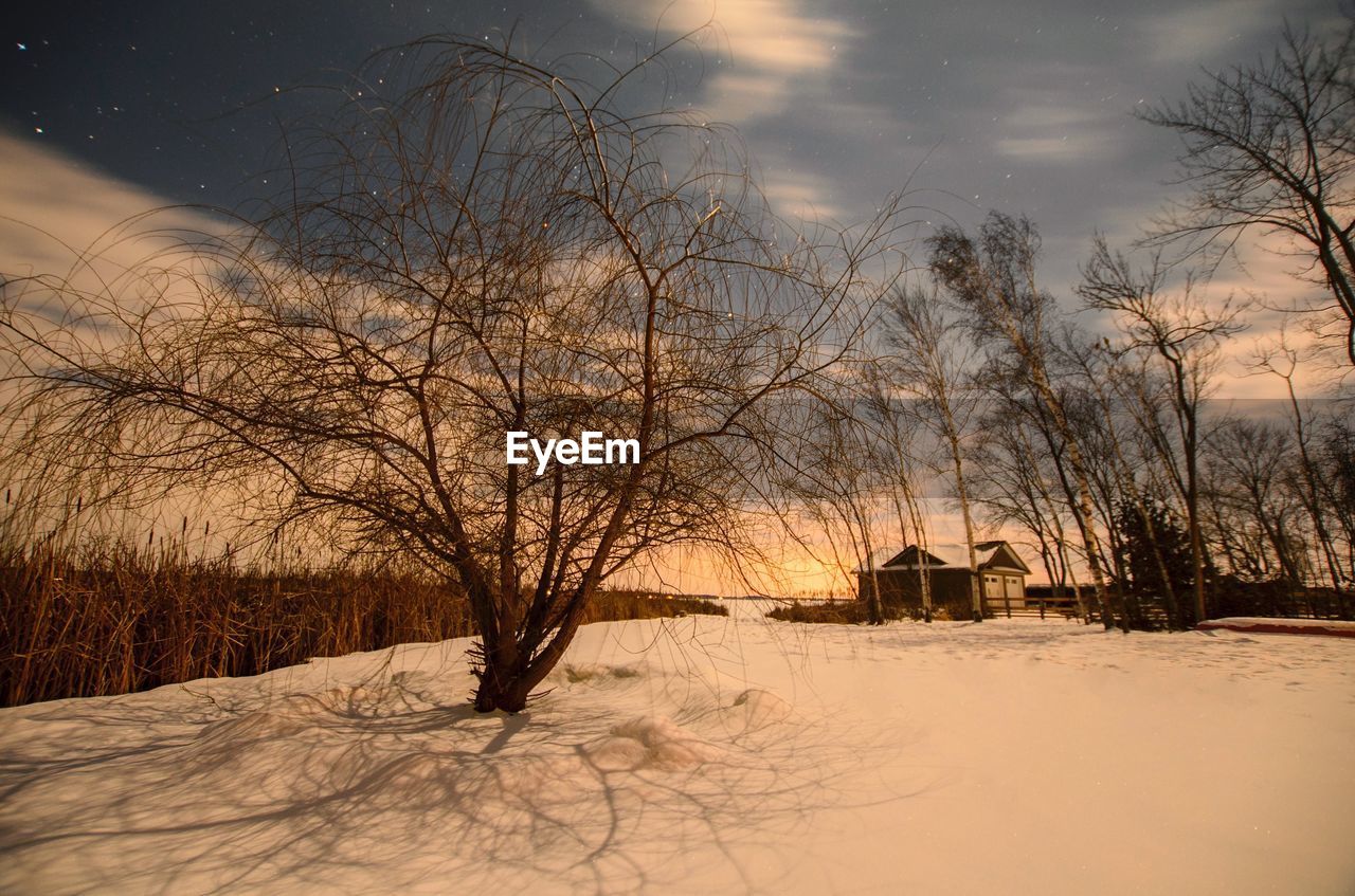 Bare trees on snow covered landscape