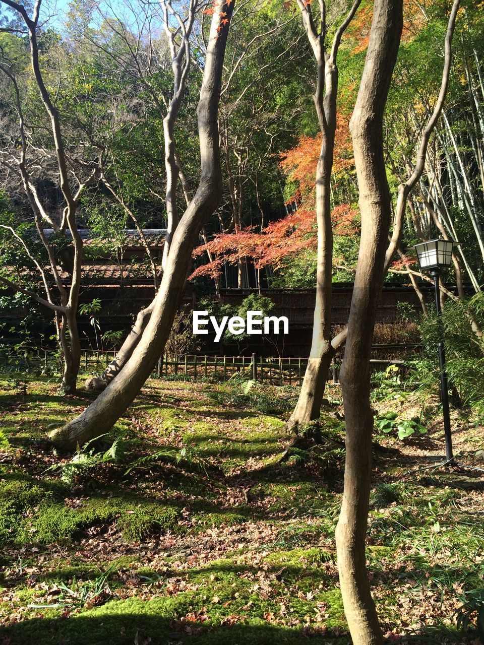 View of trees in forest