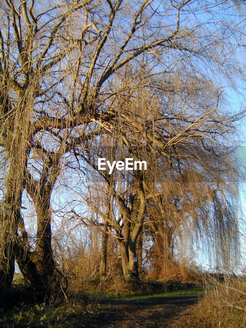 LOW ANGLE VIEW OF TREES