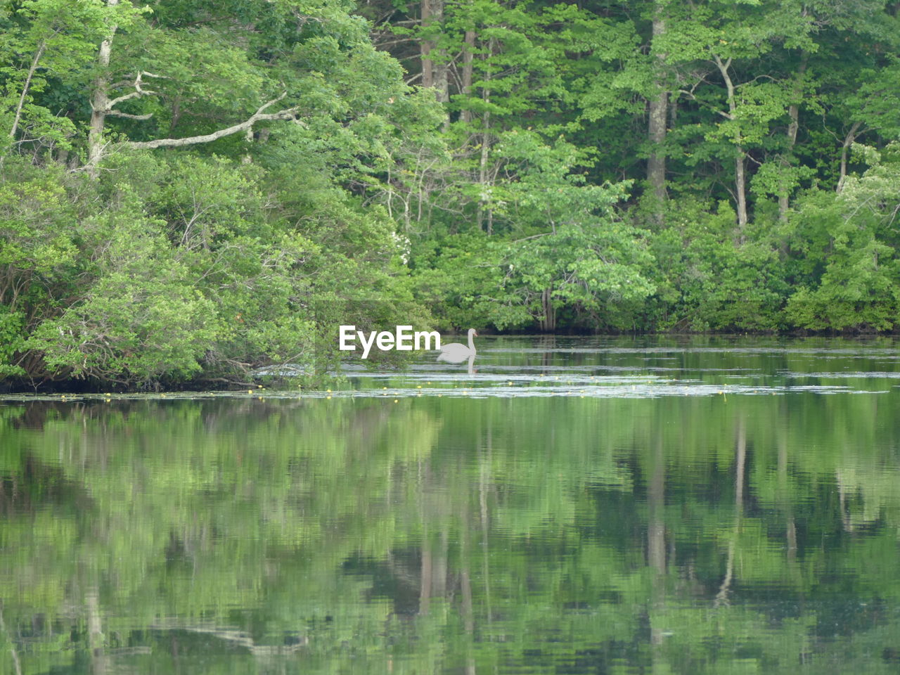 VIEW OF BIRD IN LAKE