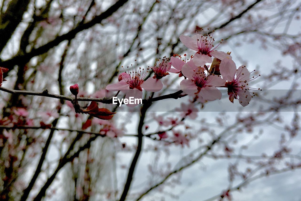 LOW ANGLE VIEW OF CHERRY BLOSSOMS ON TREE