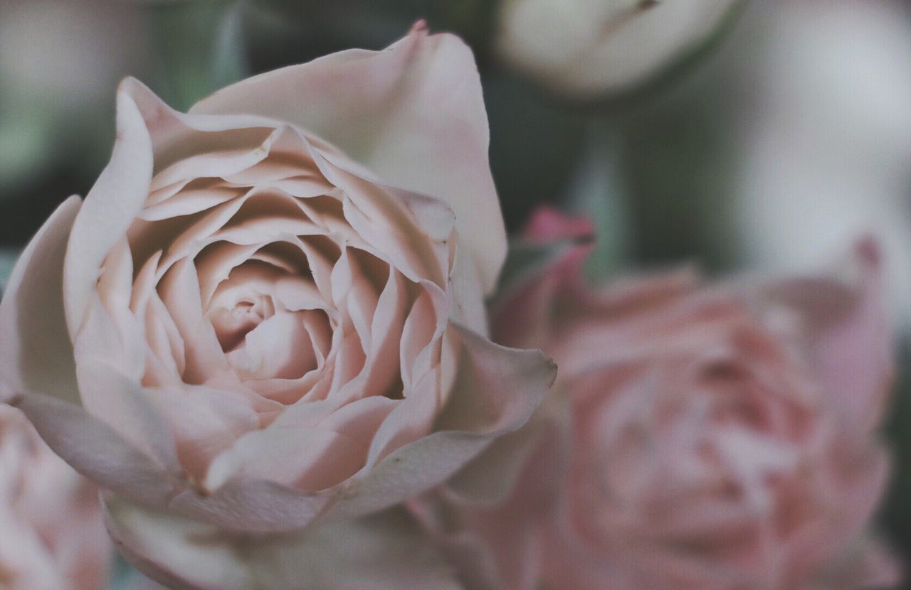 Close-up of rose