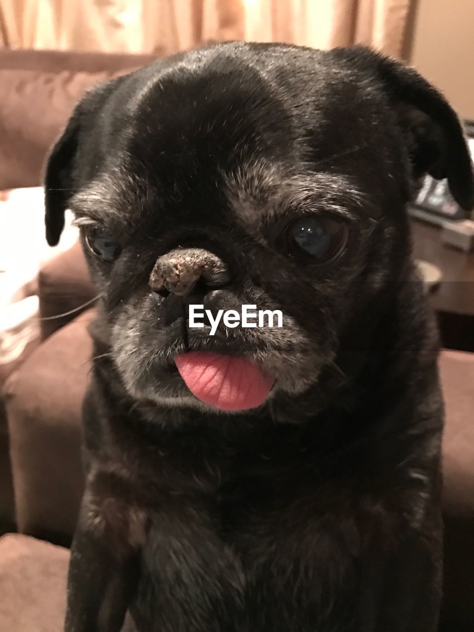 CLOSE-UP PORTRAIT OF DOG ON HOME