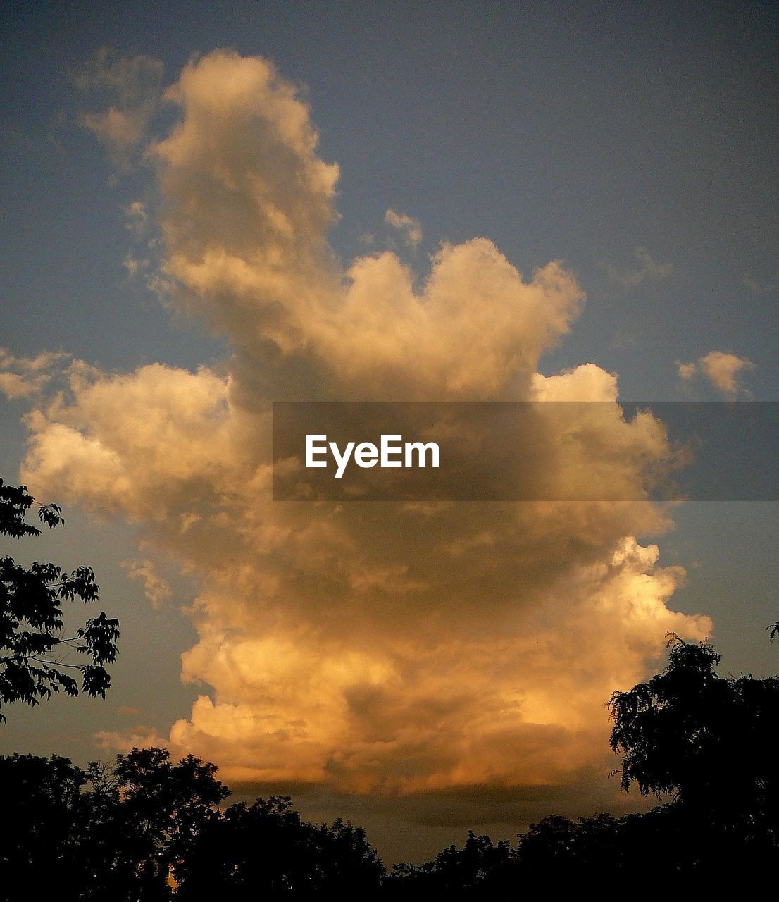 LOW ANGLE VIEW OF SILHOUETTE TREES AGAINST SKY