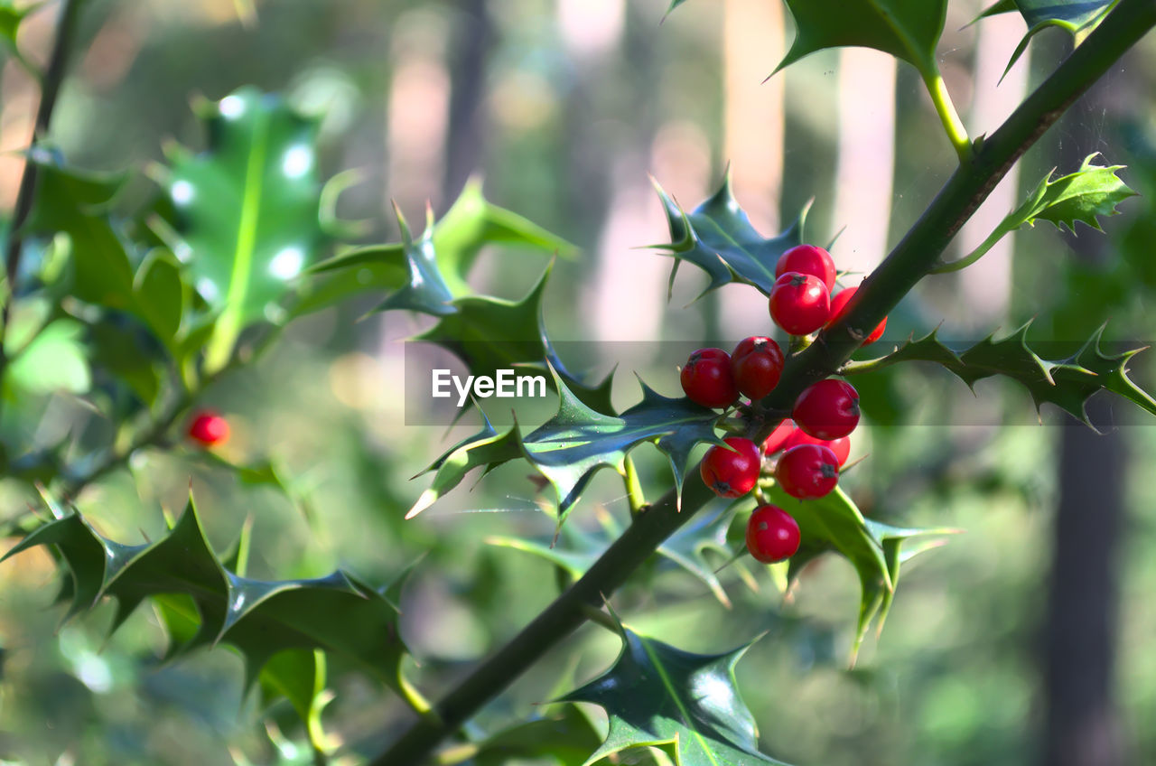 CLOSE-UP OF BERRIES ON TREE