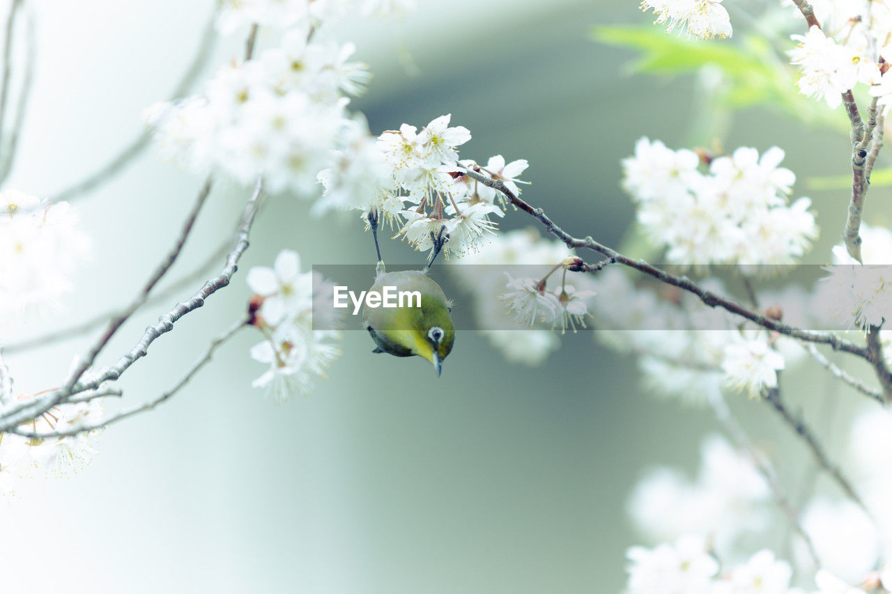 plant, branch, flower, flowering plant, tree, blossom, beauty in nature, freshness, fragility, springtime, nature, spring, growth, white, cherry blossom, no people, twig, close-up, focus on foreground, outdoors, animal themes, day, animal, macro photography, produce, fruit tree, flower head, food, selective focus, food and drink, tranquility, fruit, cherry tree, animal wildlife