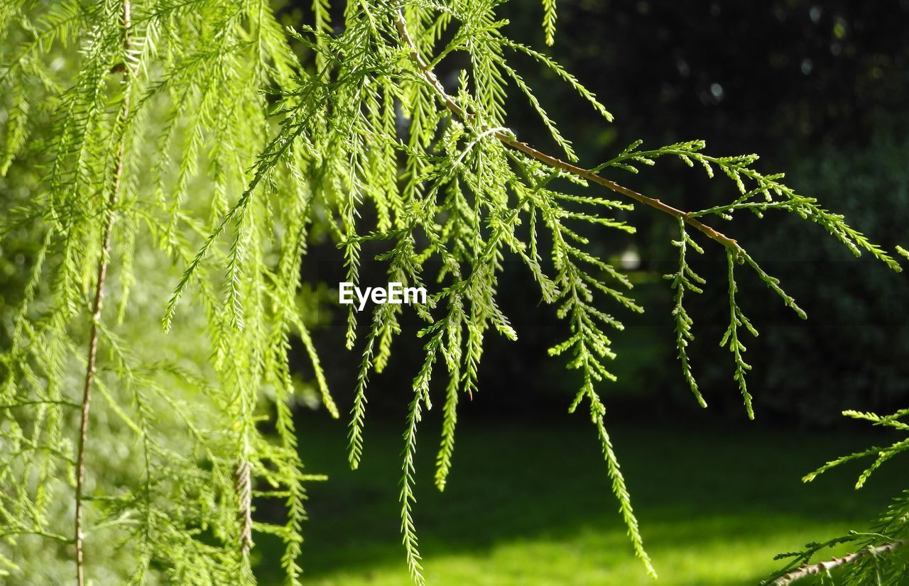 Close-up of pine tree on field