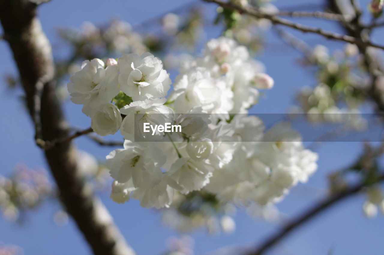 LOW ANGLE VIEW OF APPLE BLOSSOMS IN SPRING AGAINST SKY