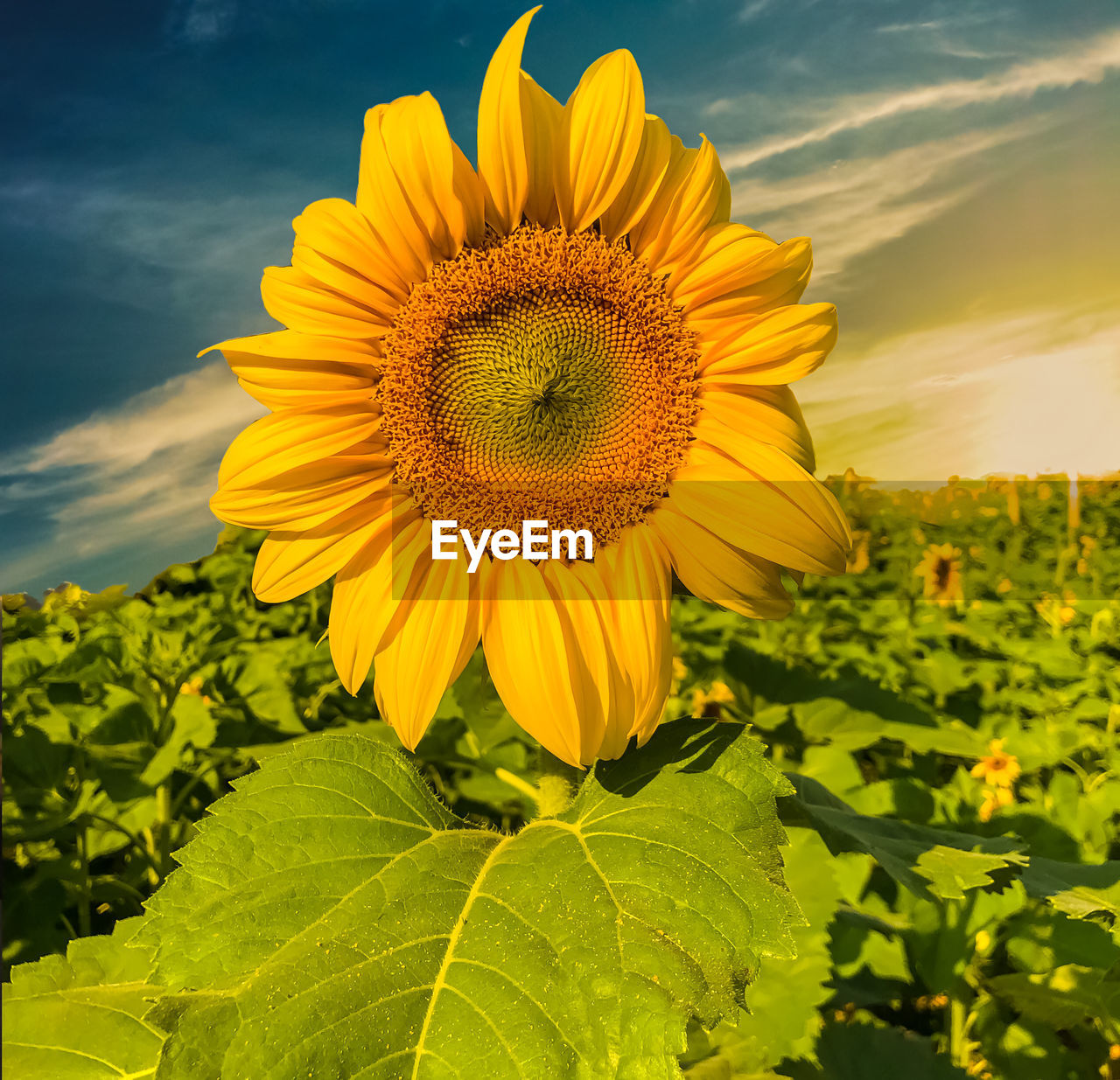 CLOSE-UP OF SUNFLOWER AGAINST YELLOW FLOWERING PLANTS