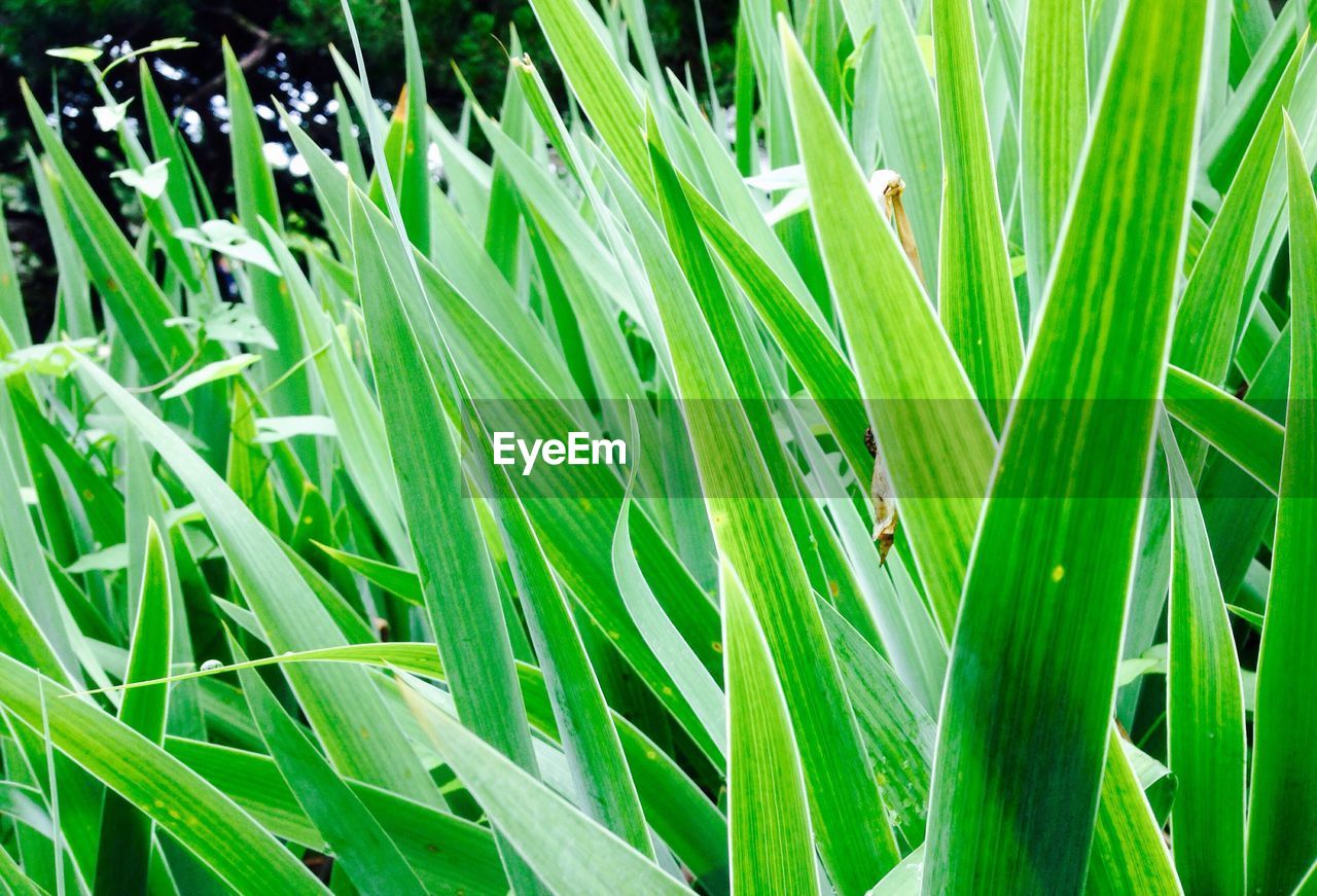 CLOSE-UP OF PLANTS GROWING ON FIELD